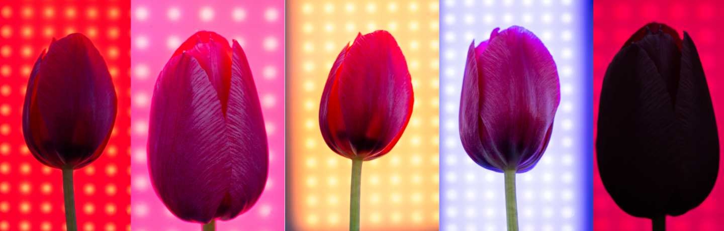 Tulip Burlesque banner